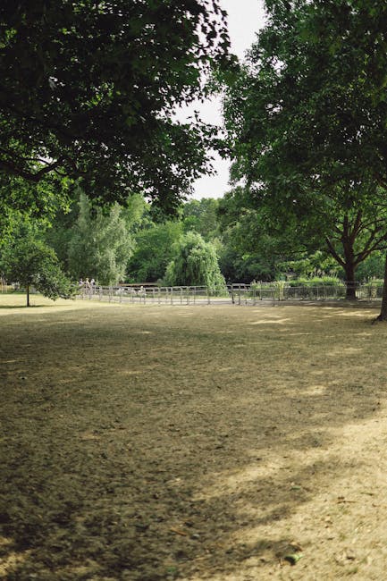 A spacious outdoor area within Paddington Recreation Ground featuring a flat, open ground surface with a mixture of brownish grass and bare patches. The foreground shows the edge of the clearing, with a narrow, uneven strip of grass transitioning into the main open space. In the background, a variety of lush, mature trees with dense green foliage, including some with lighter and darker shades, provide a natural boundary around the area. To the far left, a section of a metal fence with horizontal bars is partially visible through the trees, indicating the boundary of the park or a nearby enclosure. The scene is illuminated by natural daylight, with soft shadows cast by the overhead tree branches, creating a calm, shaded atmosphere. There are no visible objects, vehicles, or people in the scene, and the overall impression is of a quiet, well-maintained green space suitable for leisure activities or outdoor events, which may require occasional rubbish removal or site clearance to maintain its condition, a task often handled by firms like House Clearance Maida Vale through personal or private waste disposal solutions rather than local authority collection.